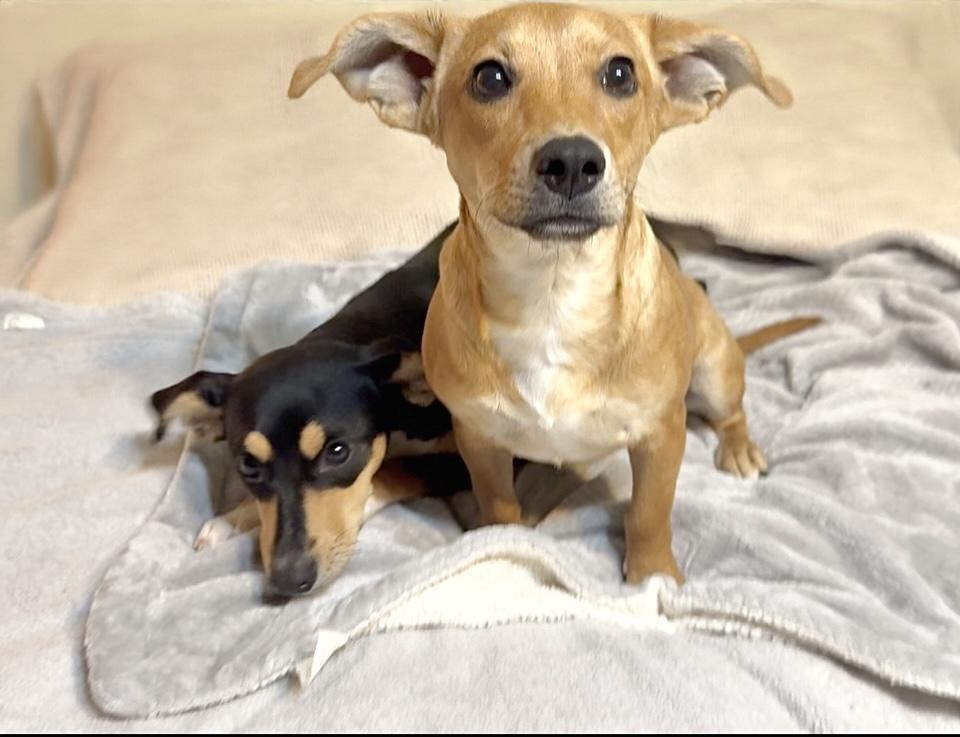 Darling Penny and Roxie