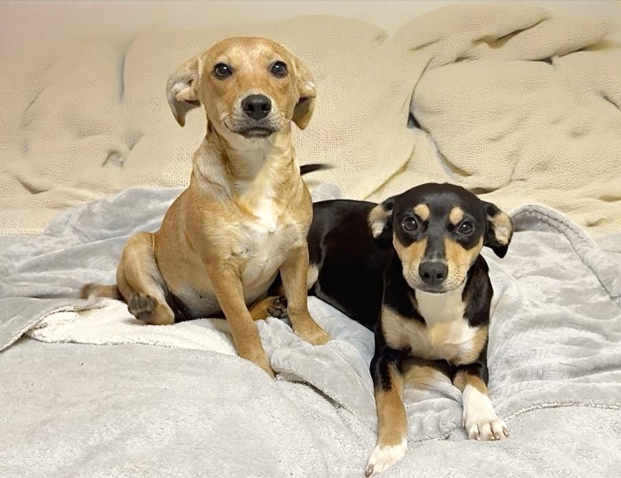 Darling Penny and Roxie