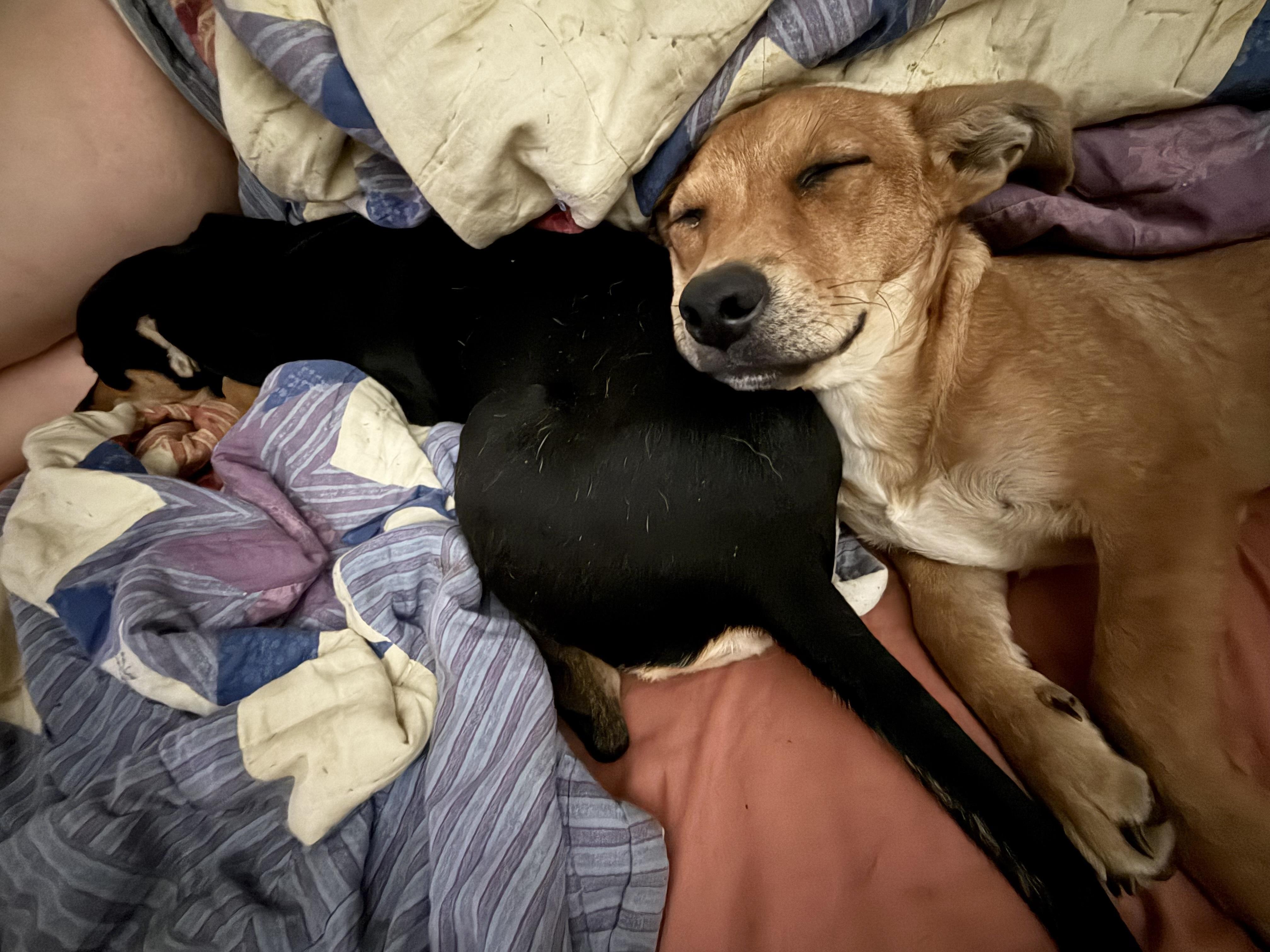 Darling Penny and Roxie