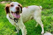 Newt, ADOPTABLE, Adult Male Brittany Spaniel.