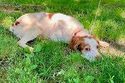 Enlarge Newt, a ADOPTABLE Brittany Spaniel in Marion, MA image 2/3