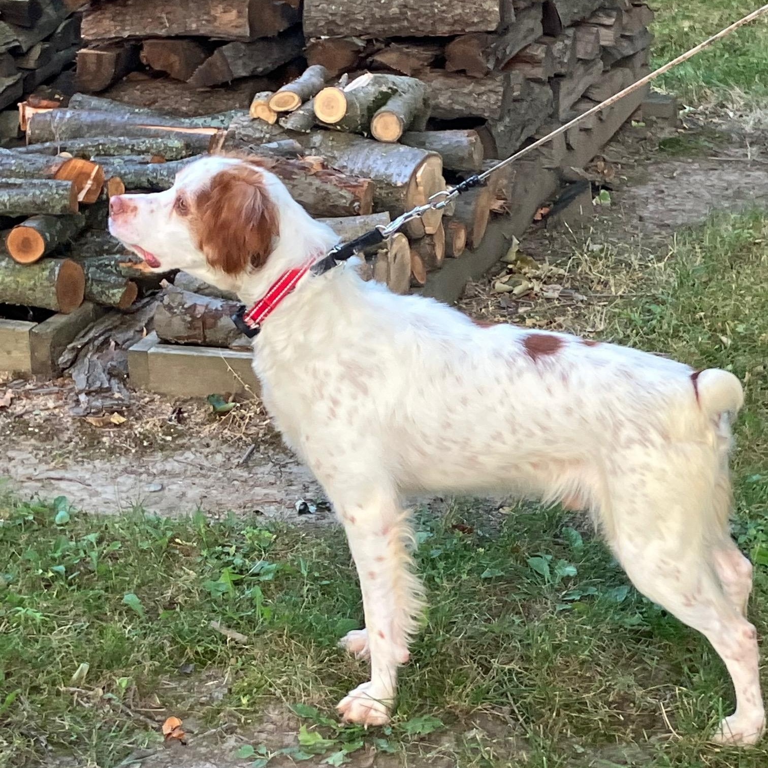 Enlarge Newt, a ADOPTABLE Brittany Spaniel in Marion, MA image 3/3