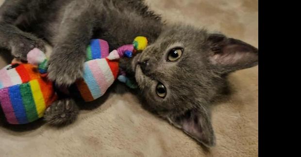 Enlarge Grayson S., a Adopted Domestic Short Hair in Peoria, IL image 1/2