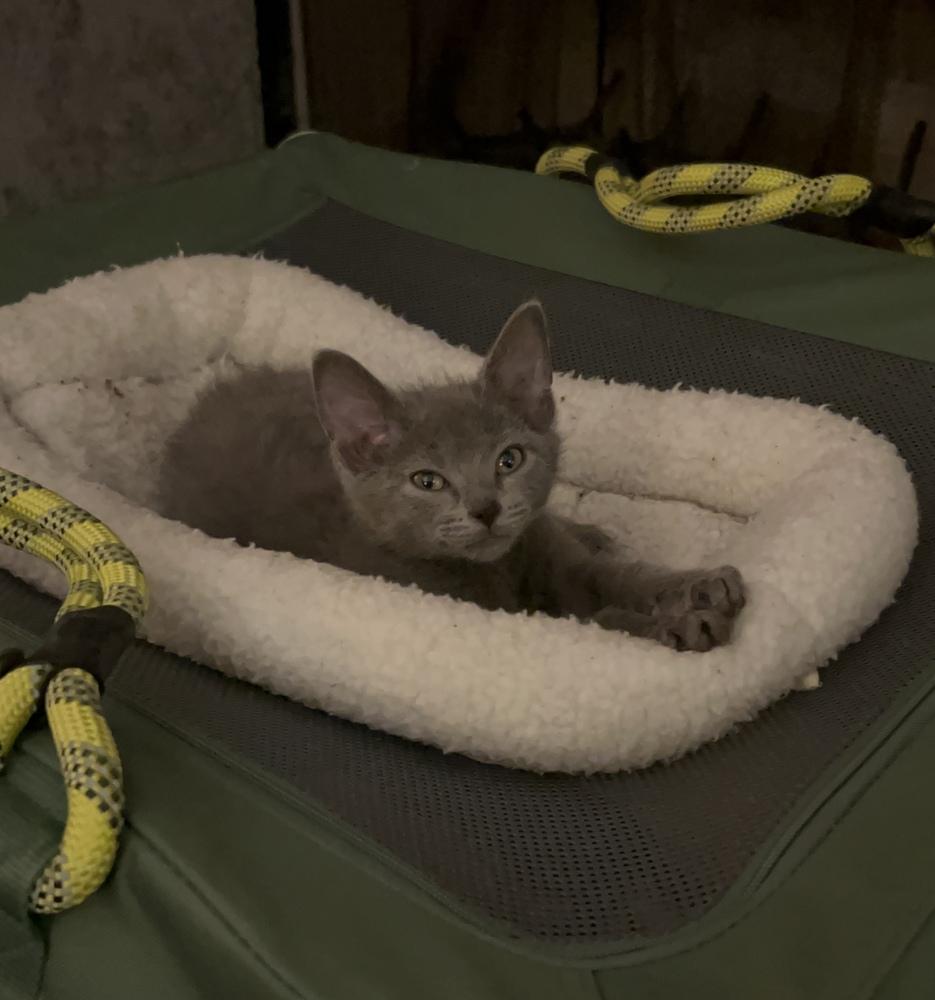 Enlarge Grayson S., a Adopted Domestic Short Hair in Peoria, IL image 2/2