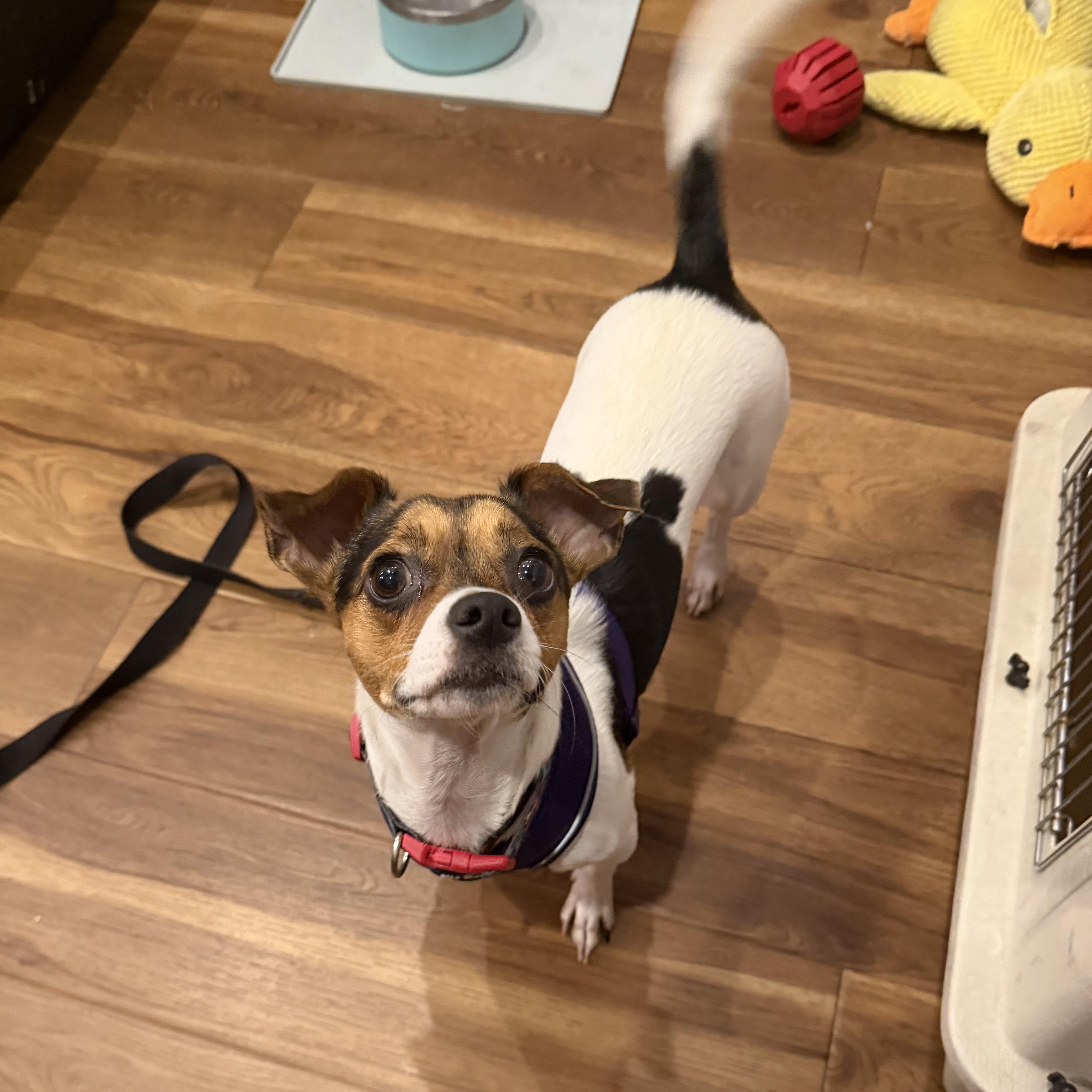 Lexi, ADOPTABLE, Young Female Chihuahua & Jack Russell Terrier.