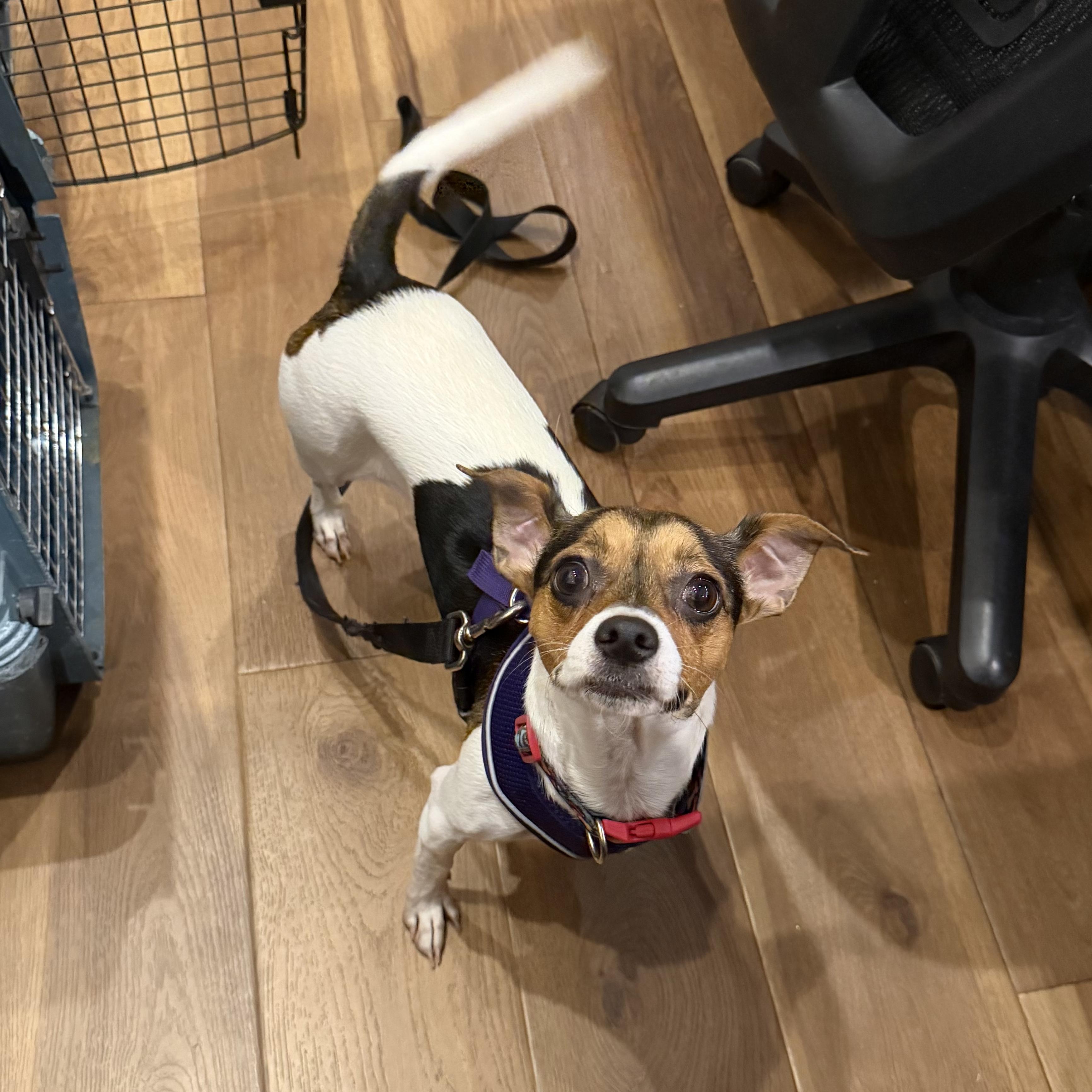Enlarge Lexi, an adoption pending mixed breed in Boulder, CO image 6/6