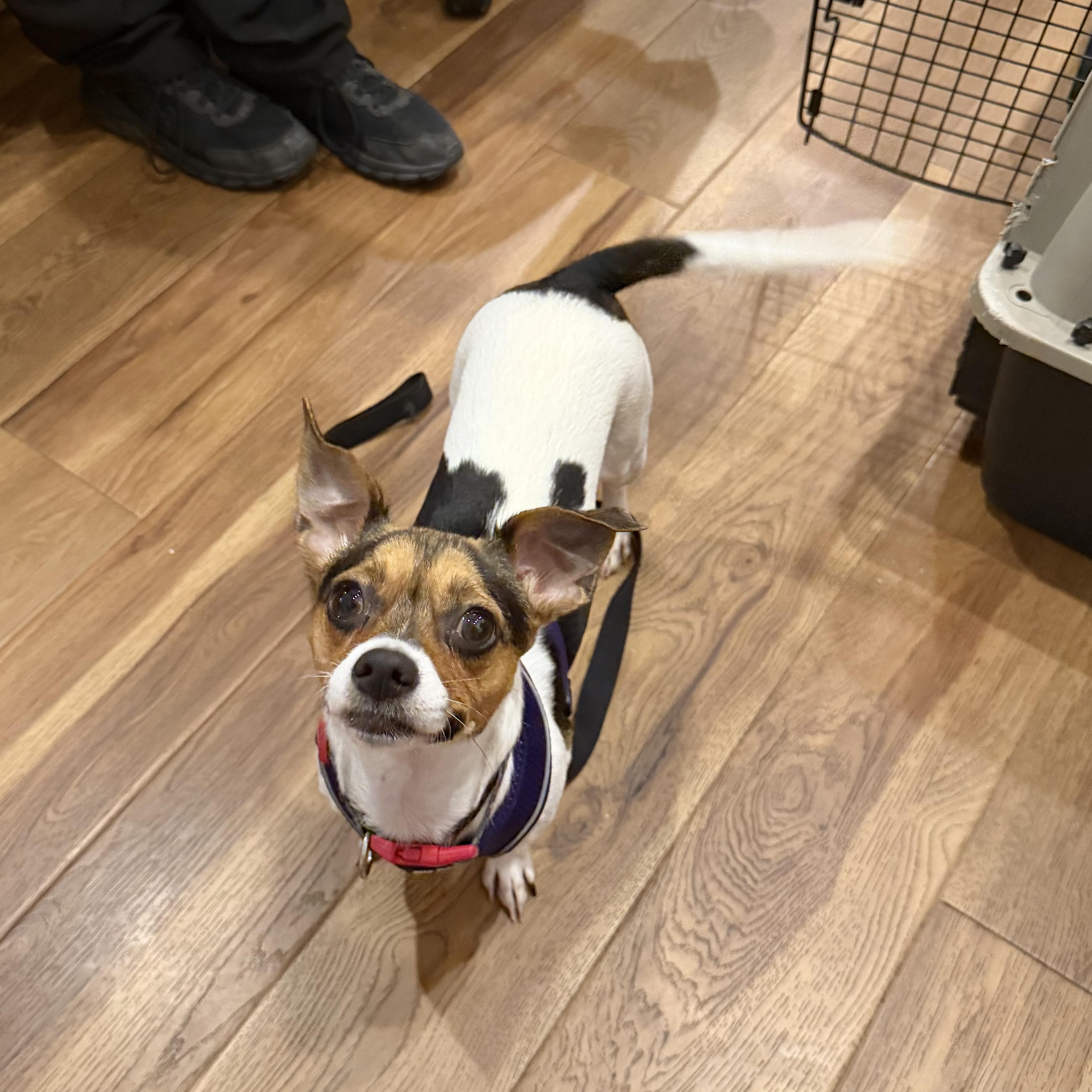 Enlarge Lexi, an adoption pending mixed breed in Boulder, CO image 4/6