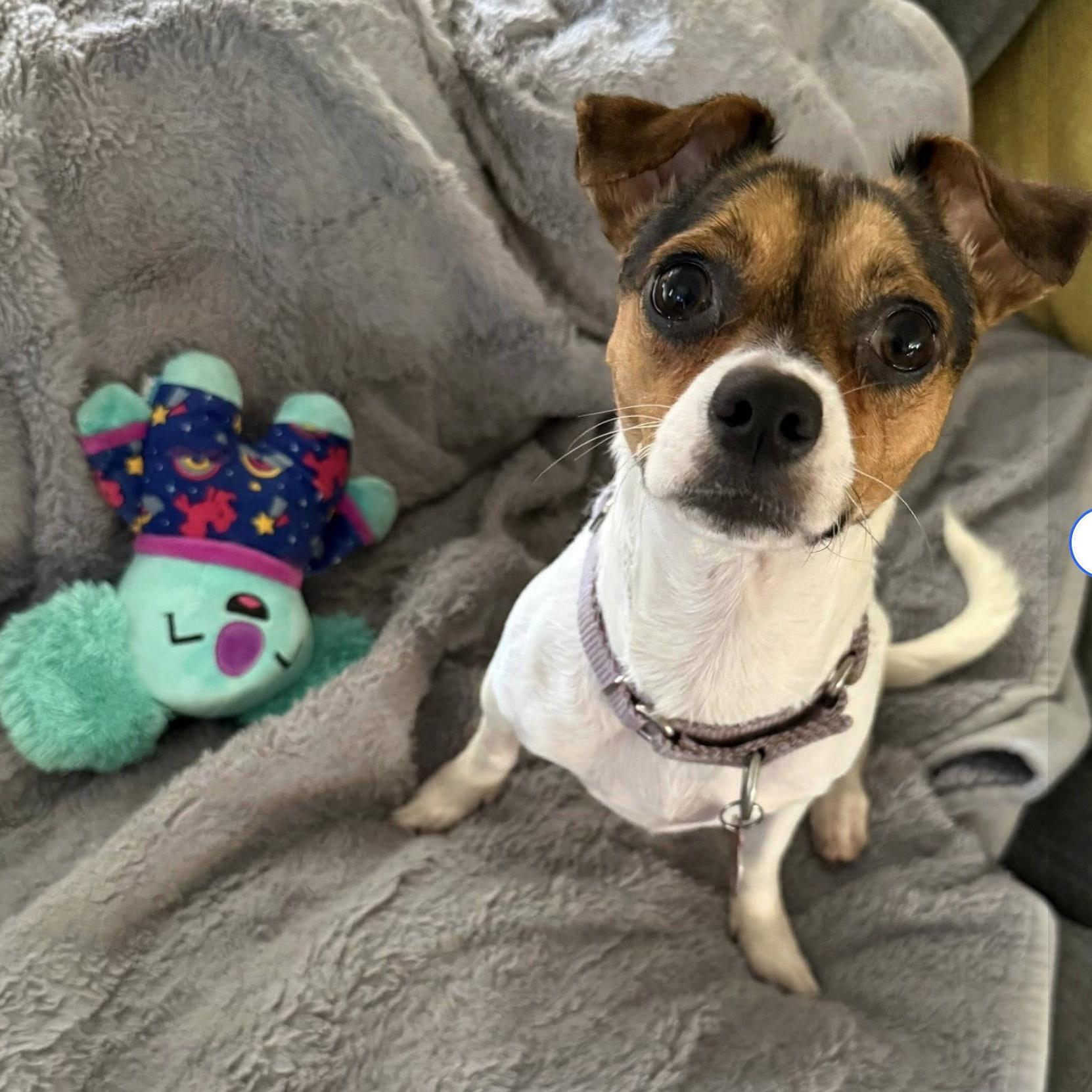 Enlarge Lexi, an adoption pending mixed breed in Boulder, CO image 2/6
