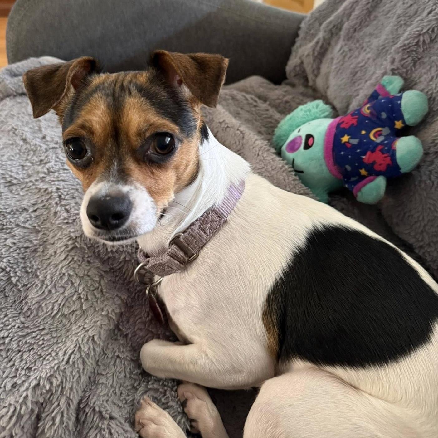 Enlarge Lexi, an adoption pending mixed breed in Boulder, CO image 5/6