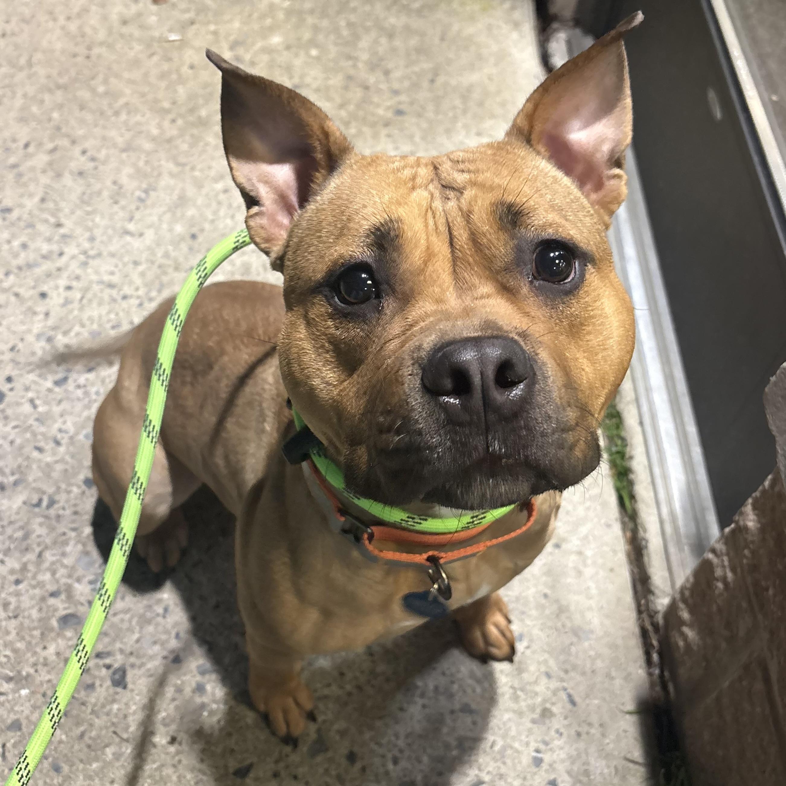 Enlarge Apple Dumpling, a Adoptable mixed breed in Eatontown, NJ image 3/4