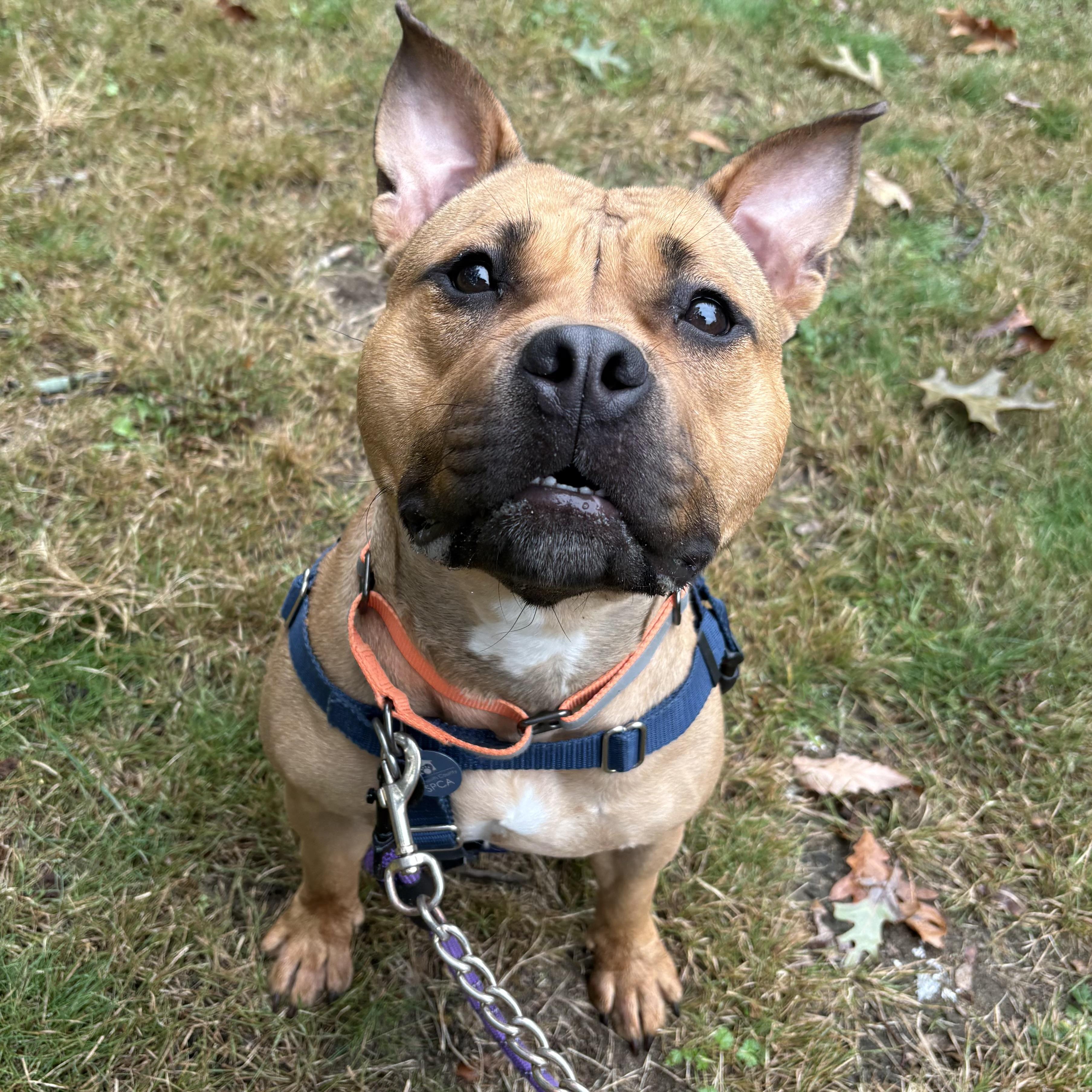 Enlarge Apple Dumpling, a Adoptable mixed breed in Eatontown, NJ image 4/4