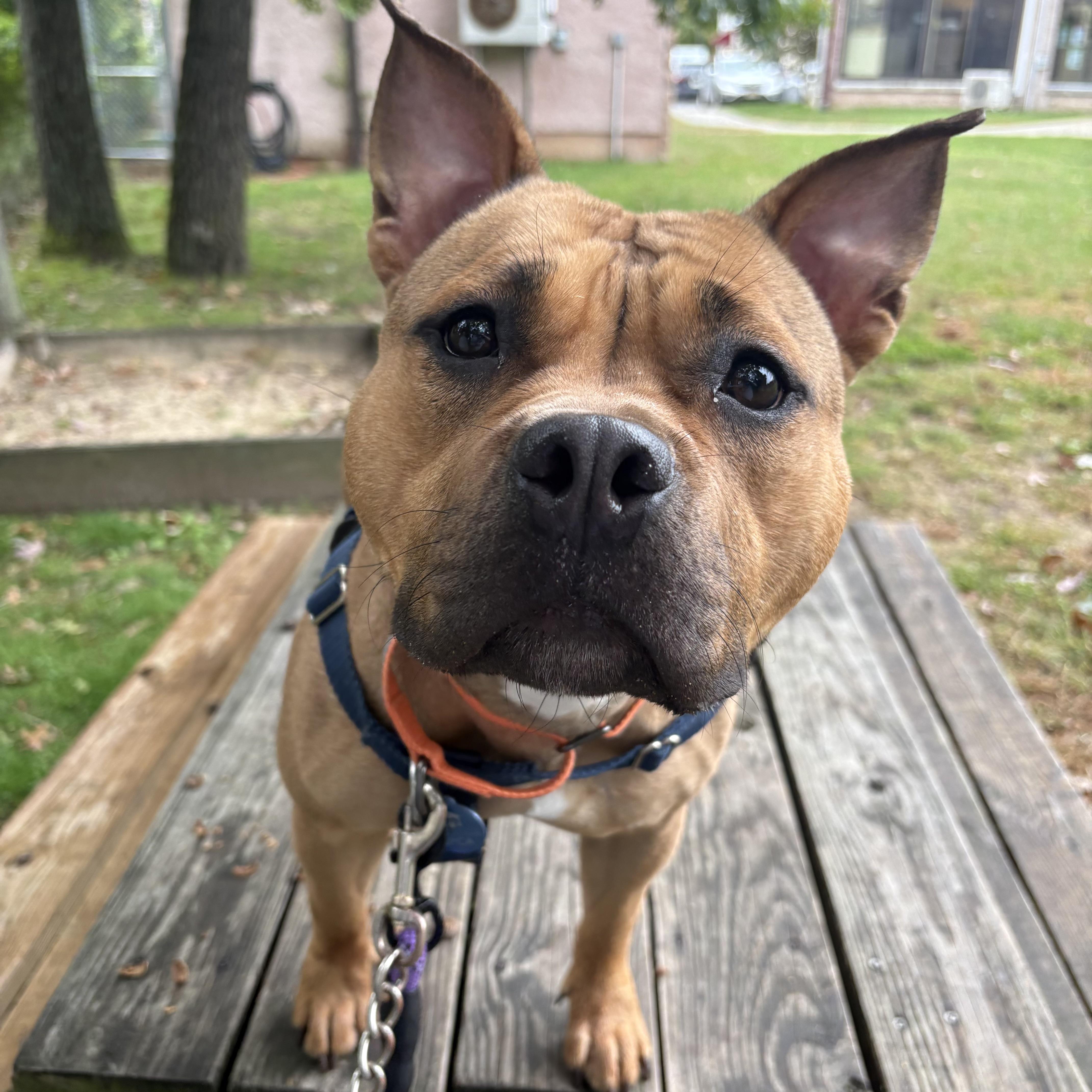 Apple Dumpling, Adoptable, Adult Female Pit Bull Terrier.