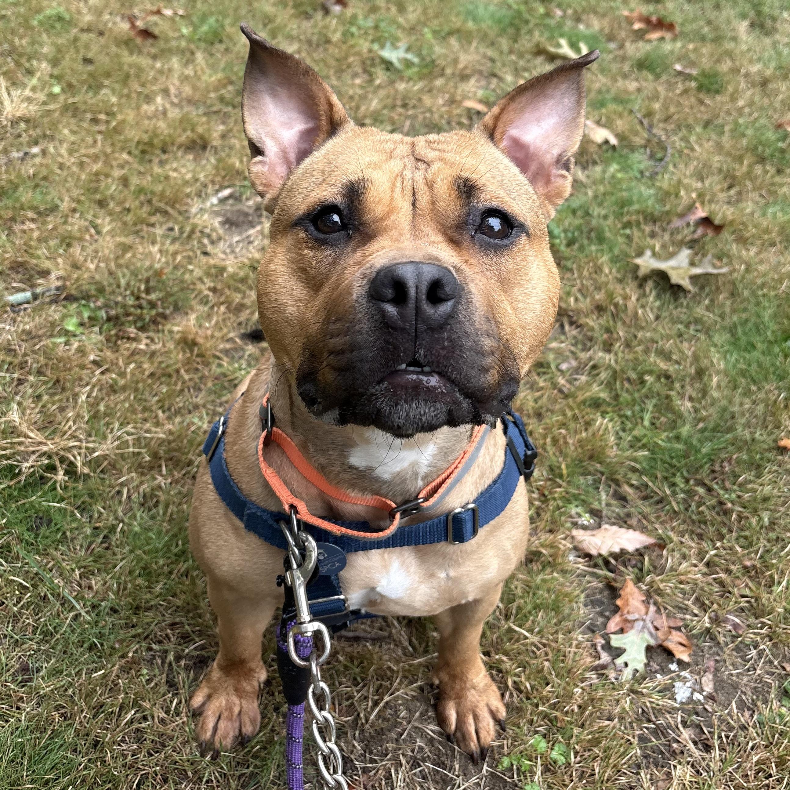 Enlarge Apple Dumpling, a Adoptable mixed breed in Eatontown, NJ image 2/4