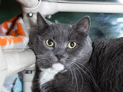 Enlarge Elbrus, a Adoptable mixed breed in Longmont, CO image 1/2