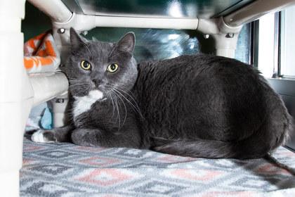 Enlarge Elbrus, a Adoptable mixed breed in Longmont, CO image 2/2