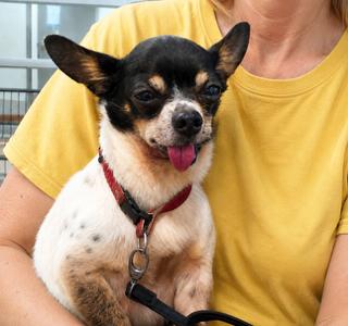Enlarge Puck, a Adoptable Chihuahua in Orlando, FL image 5/5