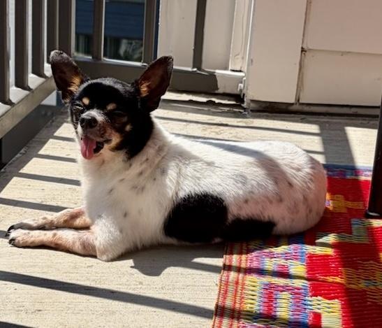 Puck, Adoptable, Senior Male Chihuahua.