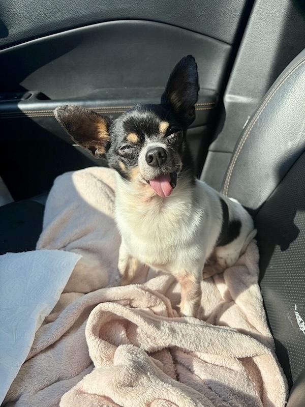 Enlarge Puck, a Adoptable Chihuahua in Orlando, FL image 4/5