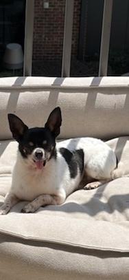 Enlarge Puck, a Adoptable Chihuahua in Orlando, FL image 2/5