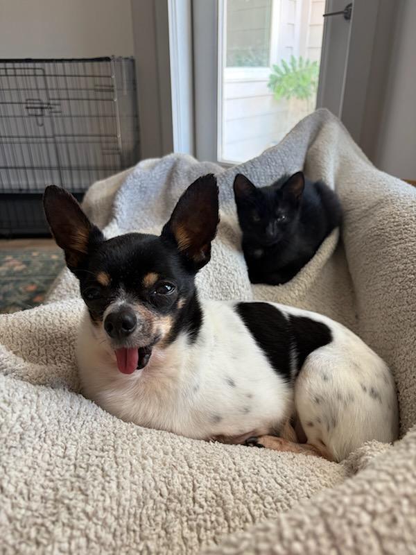 Enlarge Puck, a Adoptable Chihuahua in Orlando, FL image 3/5