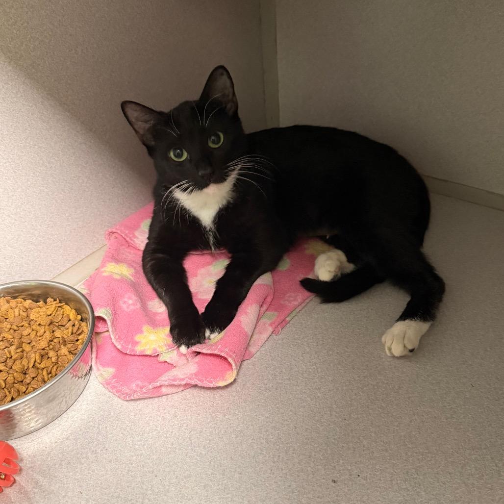 Liquid, Adoptable, Adult Female Domestic Short Hair.