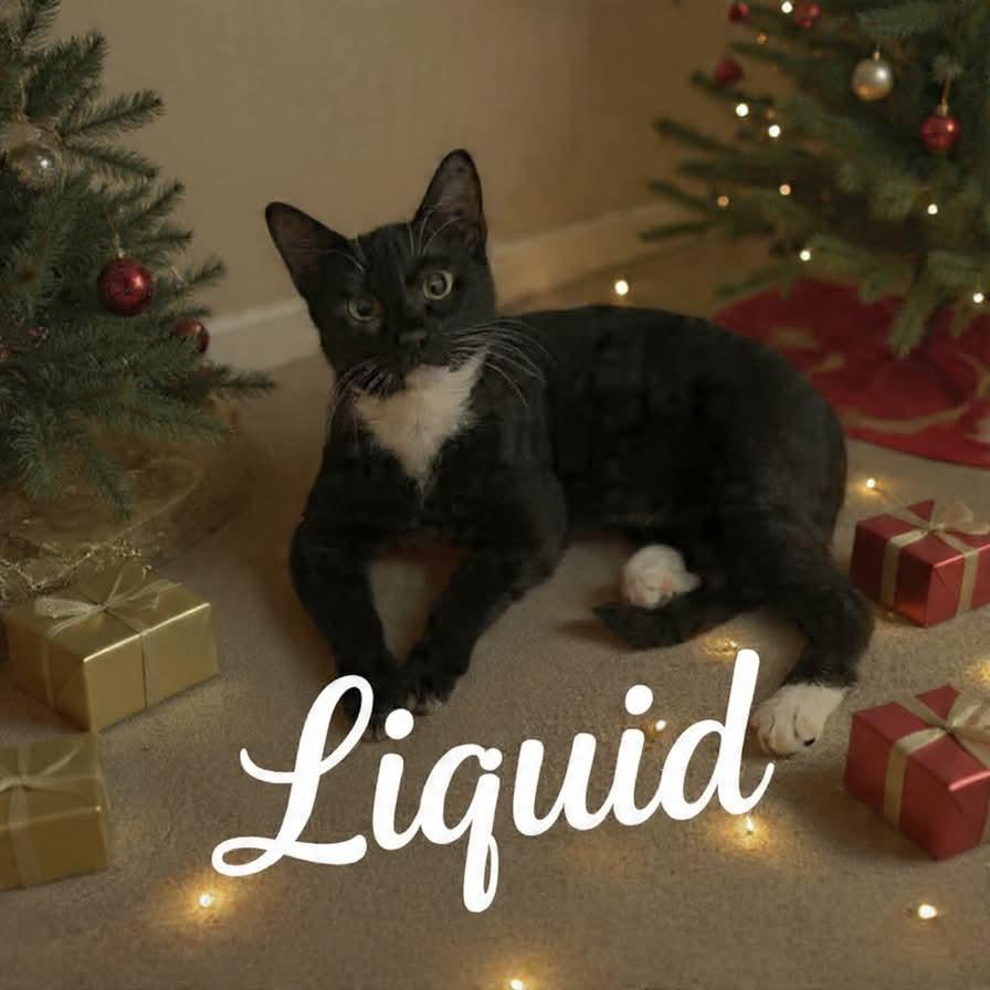 Liquid, a Adoptable Domestic Short Hair in Parkersburg, WV image 2/5