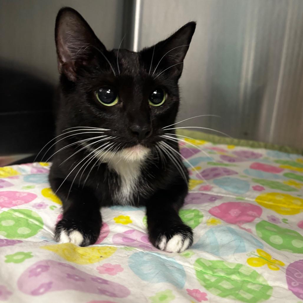 Enlarge Liquid, a Adoptable Domestic Short Hair in Parkersburg, WV image 2/4