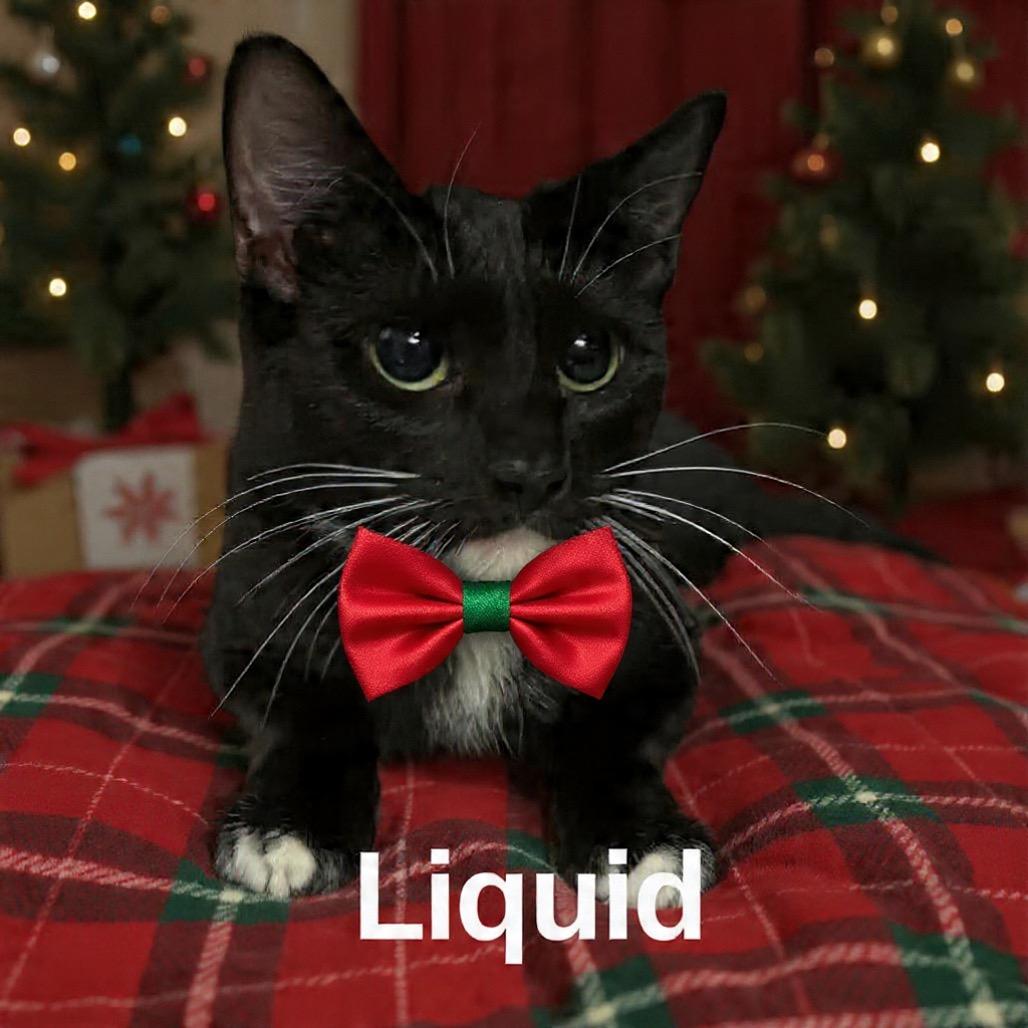Enlarge Liquid, a Adoptable Domestic Short Hair in Parkersburg, WV image 4/4