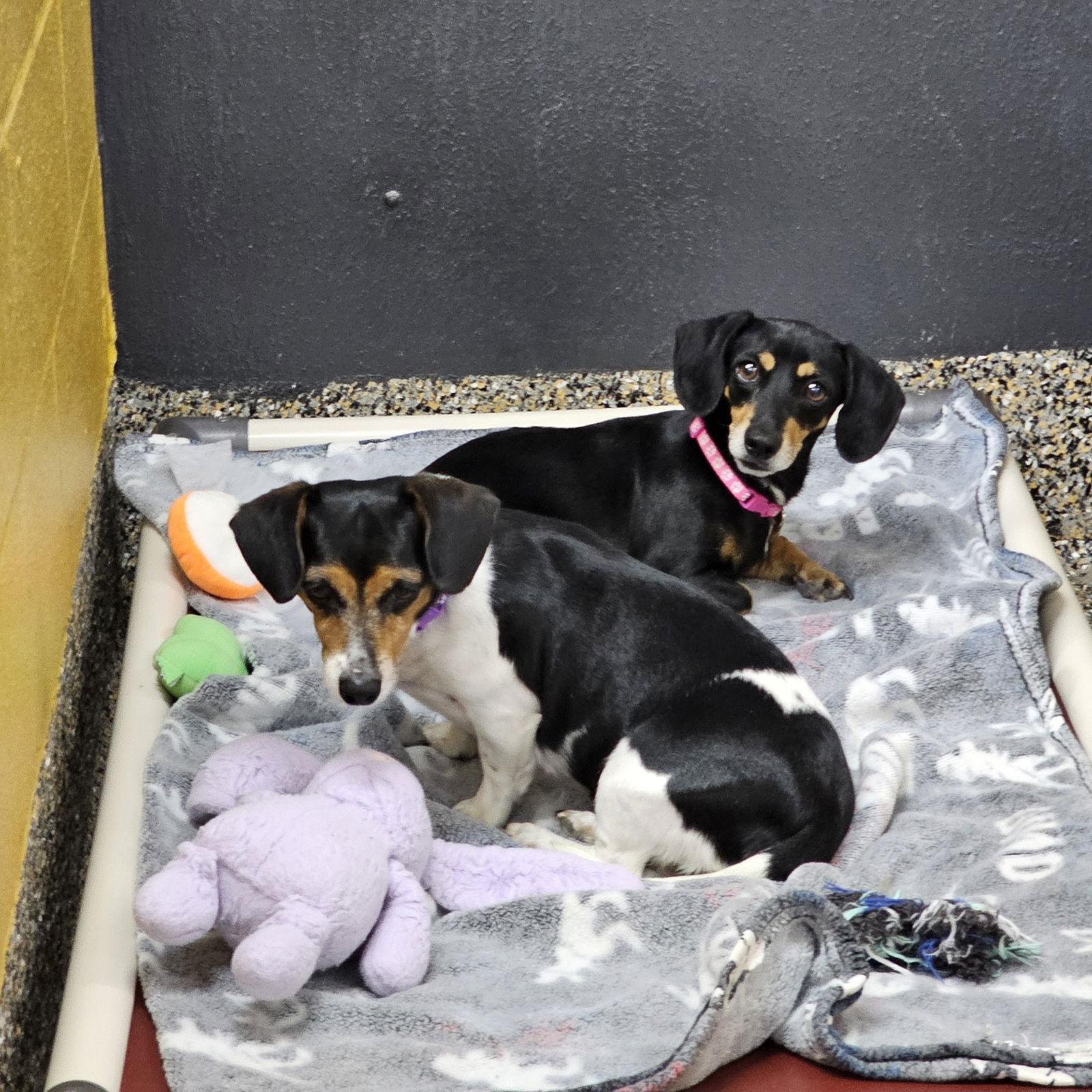 Alysa and Lindsey, a Adoptable Dachshund in Metairie, LA image 1/2