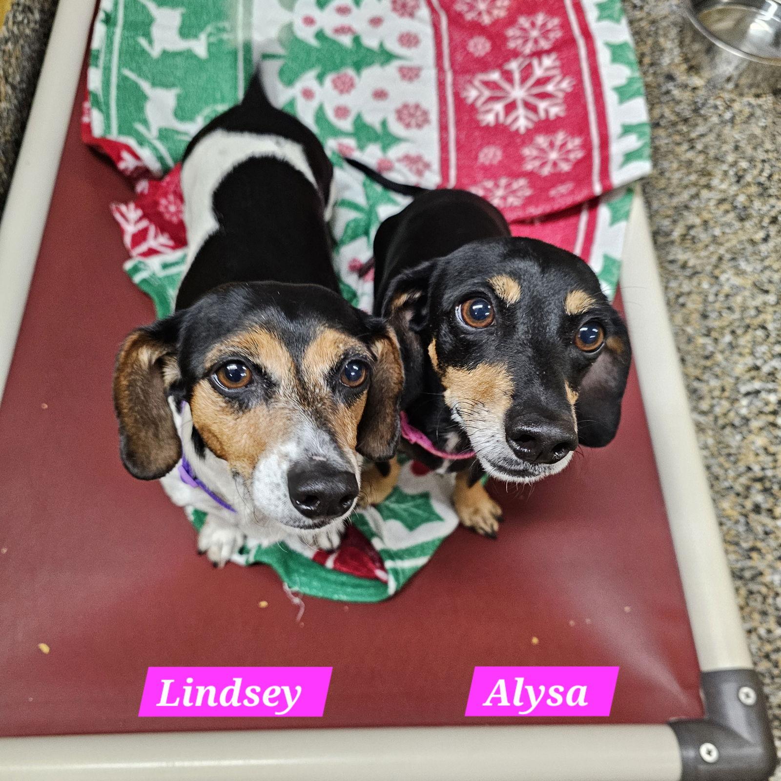Alysa and Lindsey, a Adoptable Dachshund in Metairie, LA image 2/2