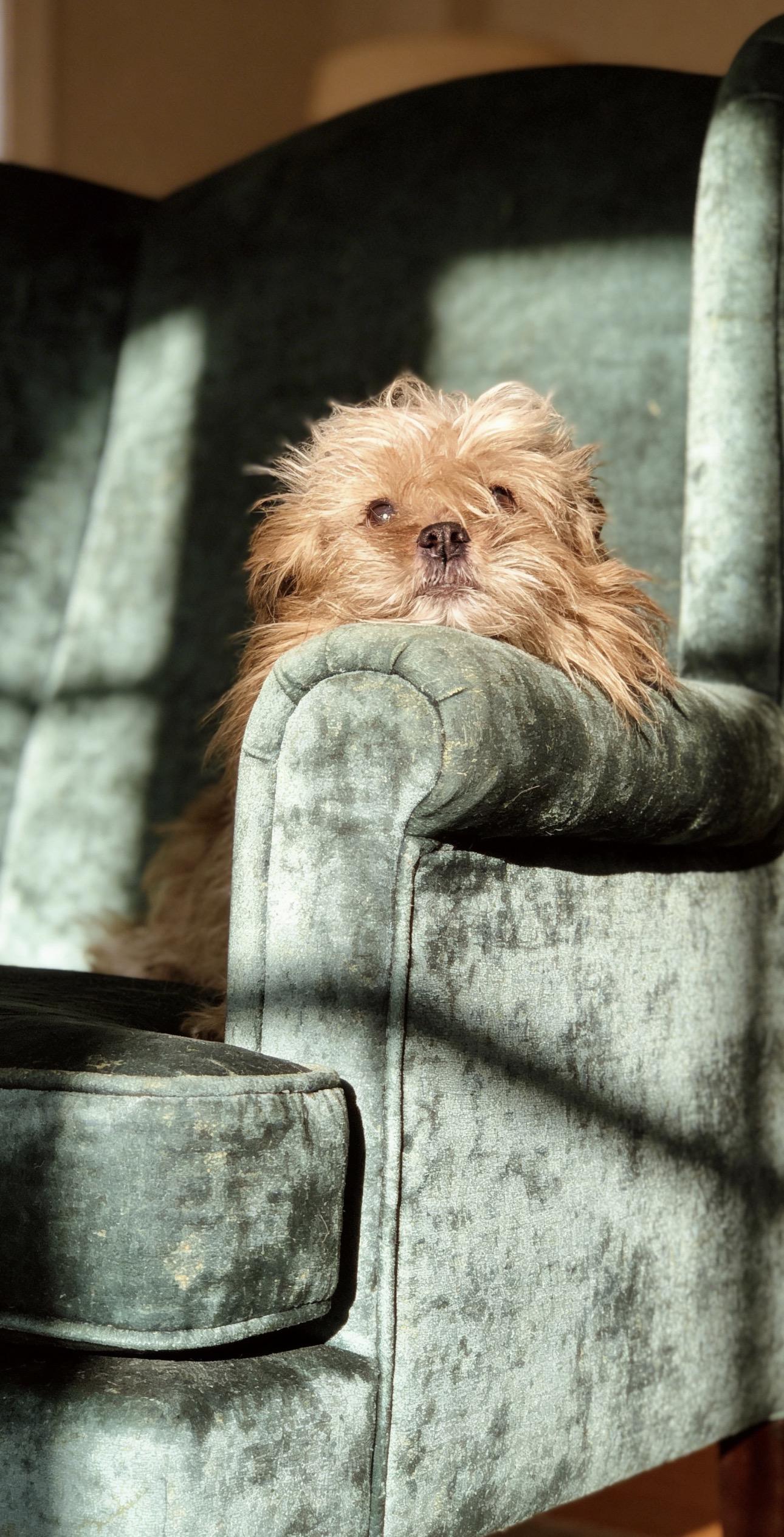 Enlarge Simba, an adopted mixed breed in Los Angeles, CA image 3/4