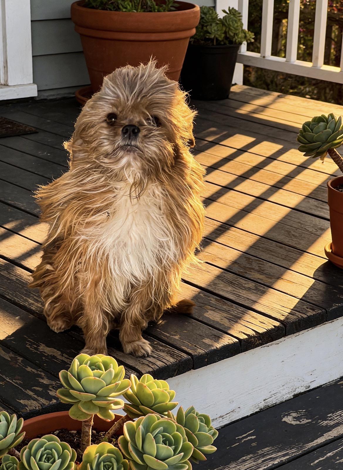 Enlarge Simba, an adopted mixed breed in Los Angeles, CA image 1/4