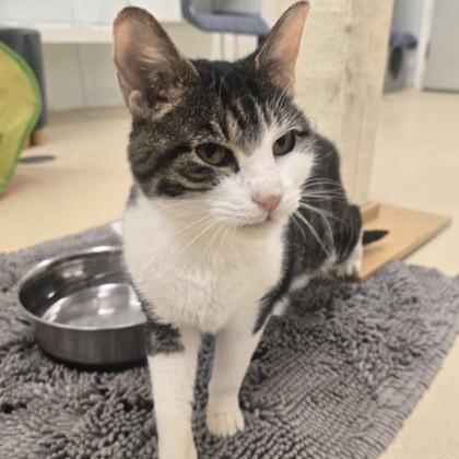 Enlarge Queen, an adopted Domestic Short Hair in Phoenixville, PA image 1/5