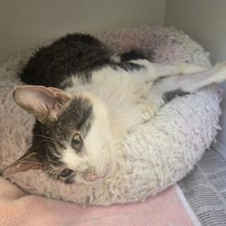 Queen, Adoptable, Senior Female Domestic Short Hair.