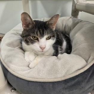 Enlarge Queen, an adopted Domestic Short Hair in Phoenixville, PA image 3/5