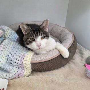 Enlarge Queen, an adopted Domestic Short Hair in Phoenixville, PA image 4/5