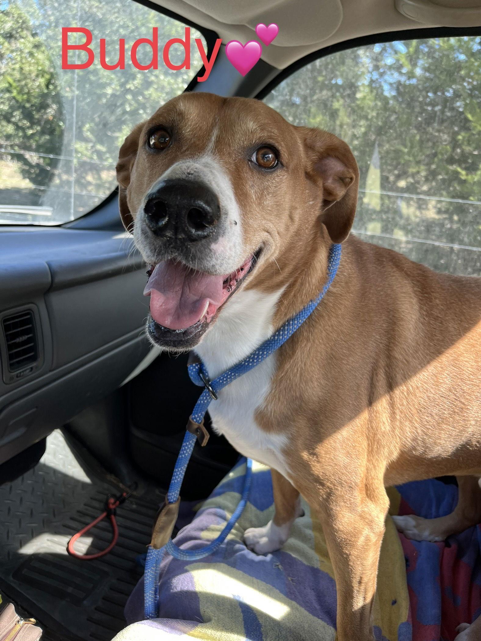 Enlarge Buddy, a Adoptable Labrador Retriever in Pipe Creek, TX image 3/3