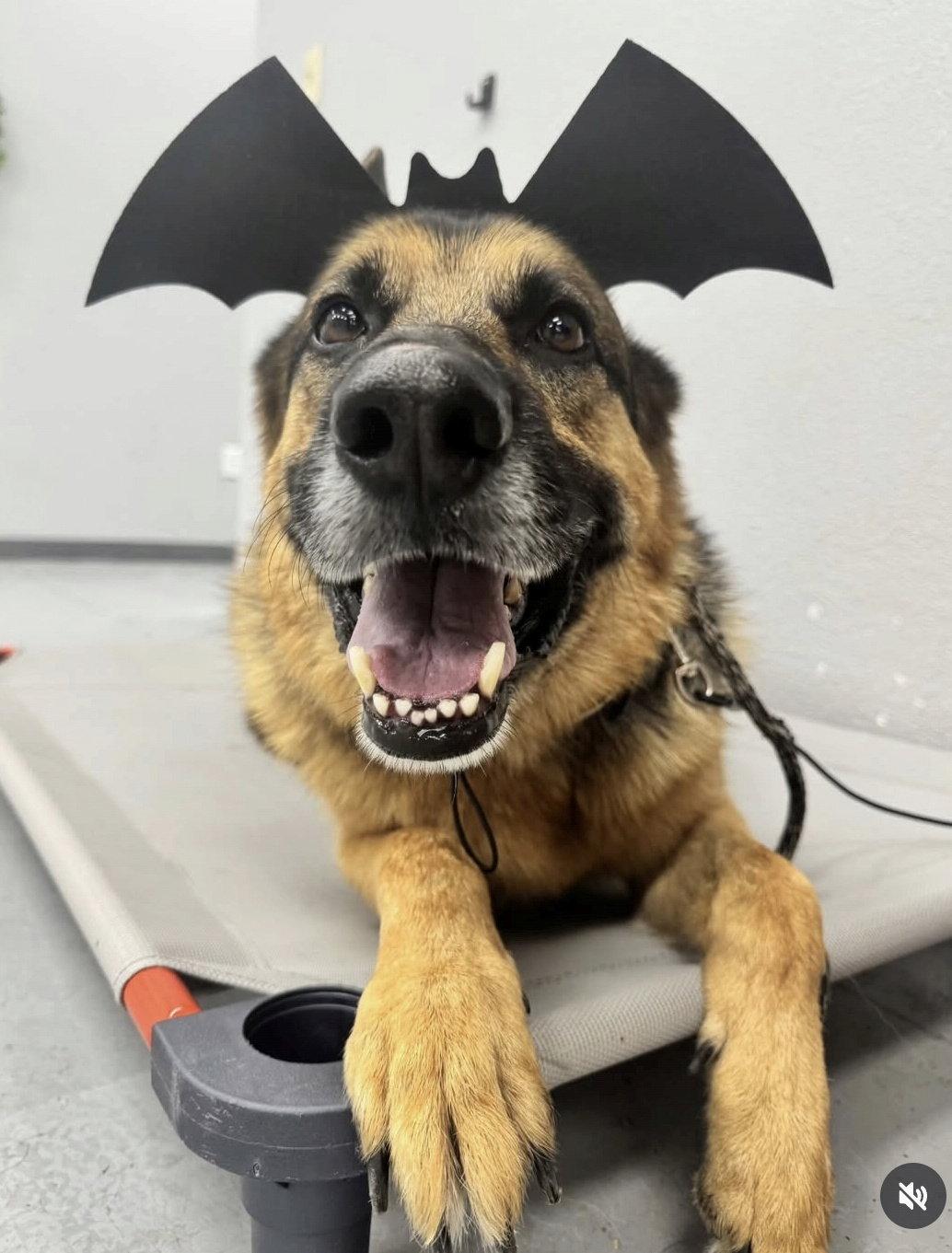 Draco (Courtesy), Adoptable, Adult Male German Shepherd Dog.