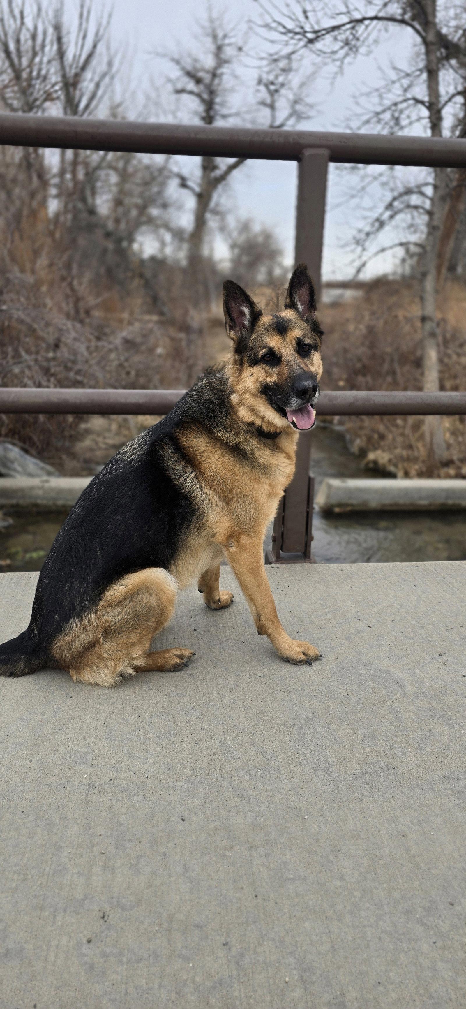 Enlarge Draco (Courtesy), a Adoptable German Shepherd Dog in Aurora, CO image 2/3