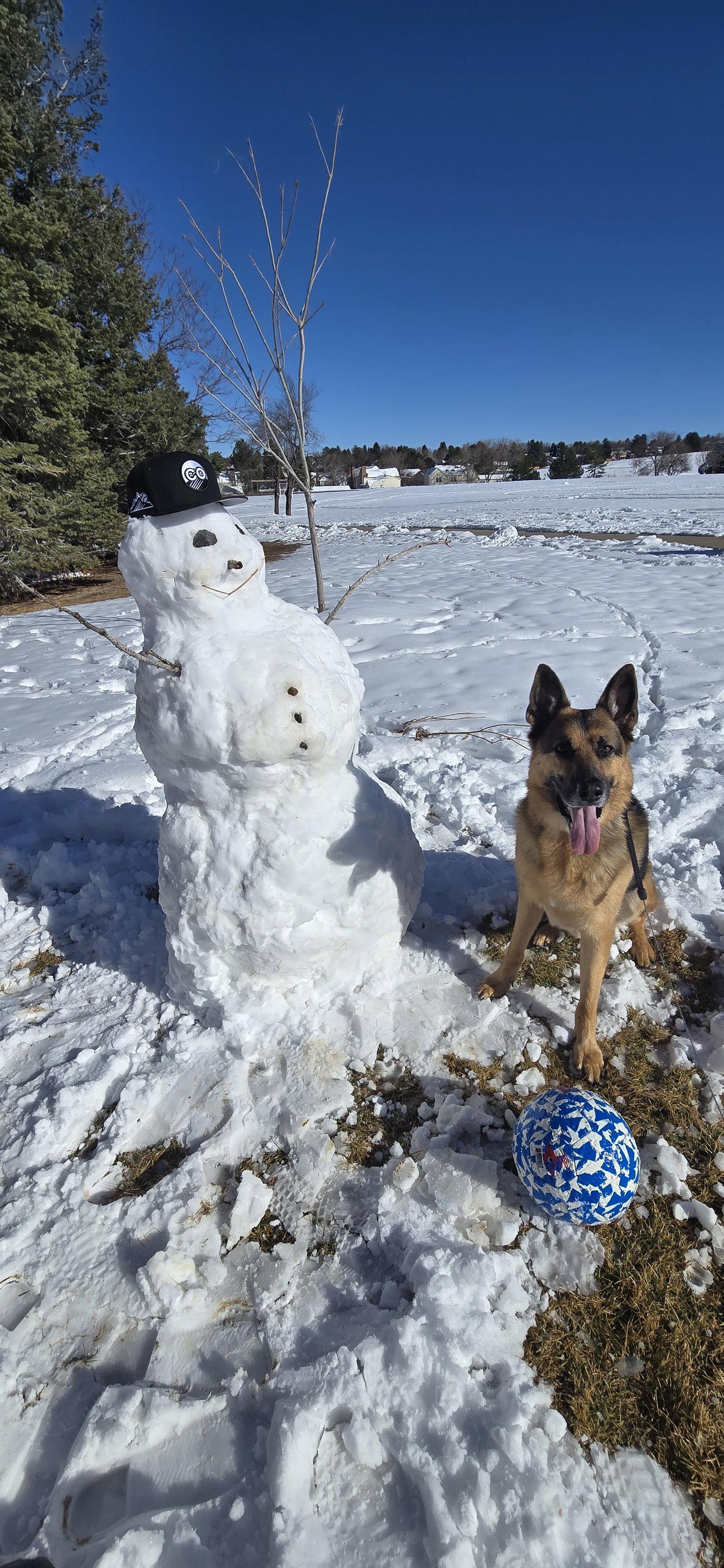 Enlarge Draco (Courtesy), a Adoptable German Shepherd Dog in Aurora, CO image 3/3