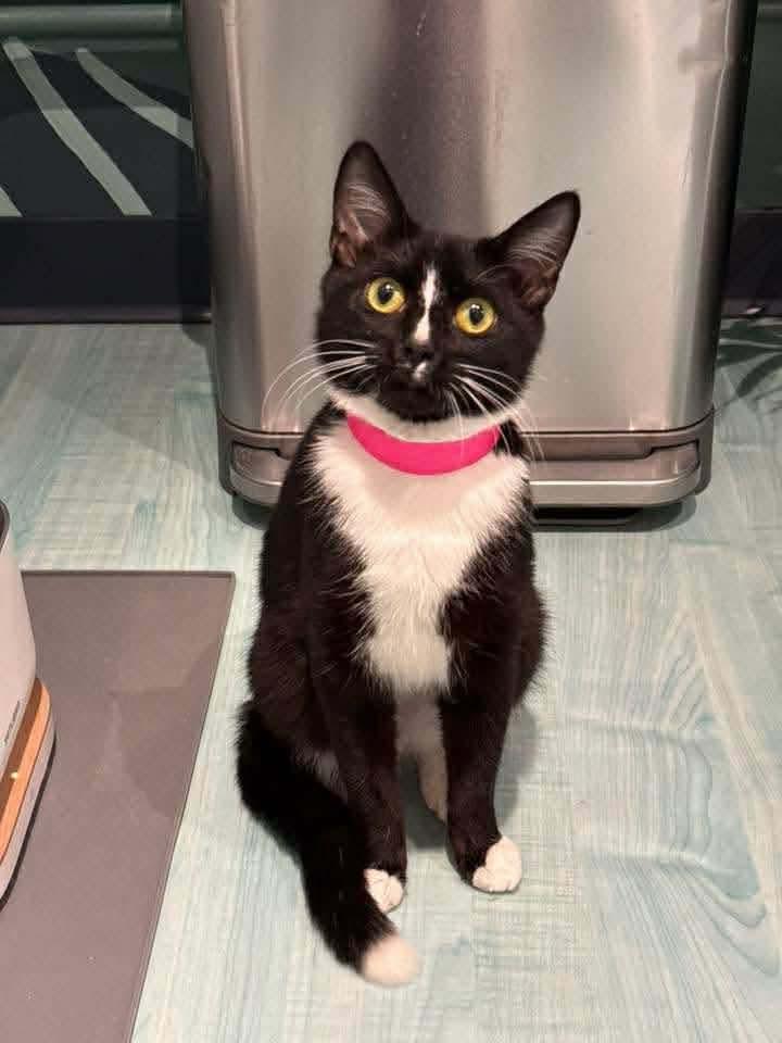 Inky, Adoptable, Young Female Domestic Short Hair.