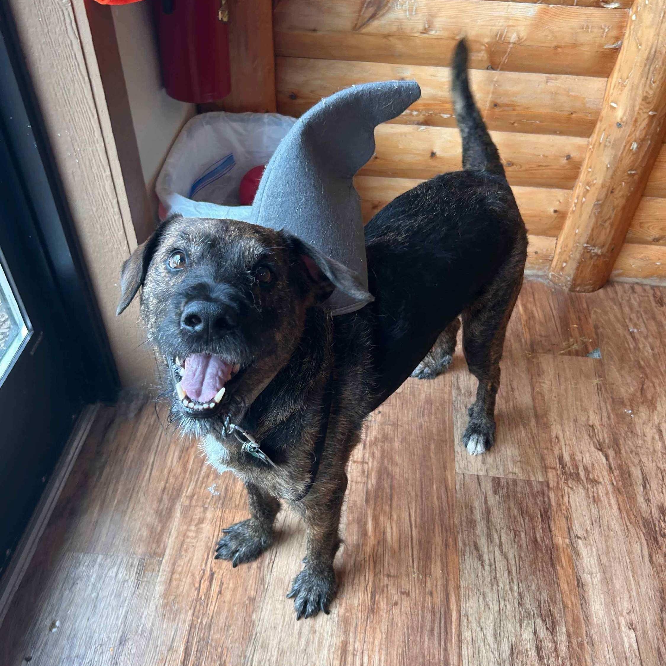 Baxter, an adopted mixed breed in Attica, MI image 2/4