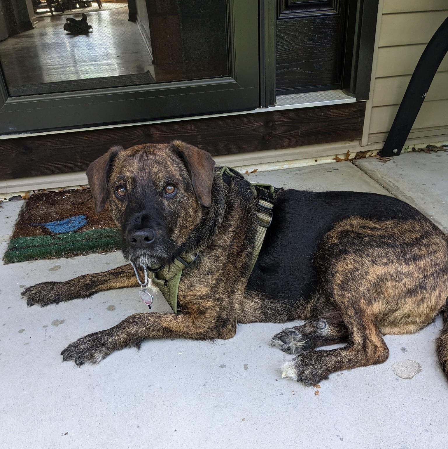 Baxter, an adopted mixed breed in Attica, MI image 3/4