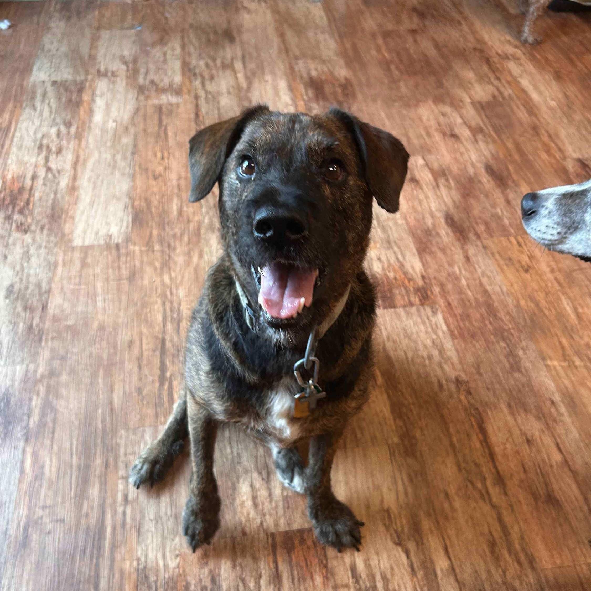 Baxter, an adopted mixed breed in Attica, MI image 4/4