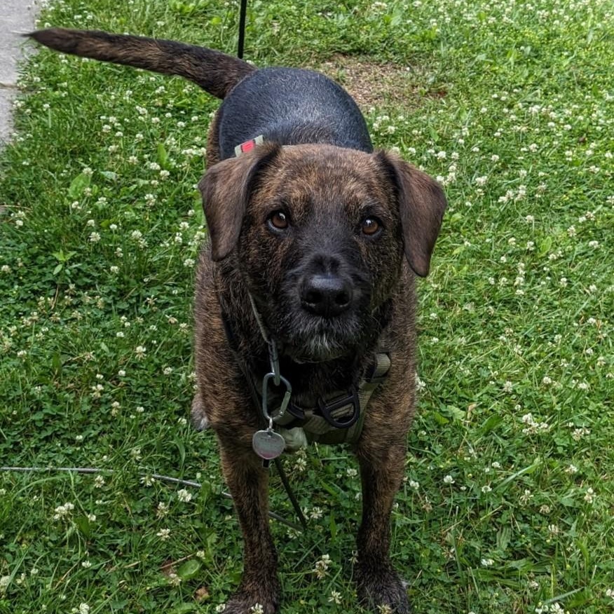 Baxter, an adopted mixed breed in Attica, MI image 1/4