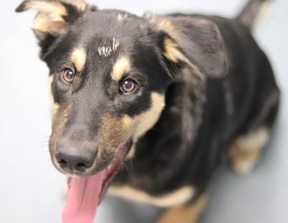 Bear, Adoptable, Puppy Male Mixed Breed & Mixed Breed.