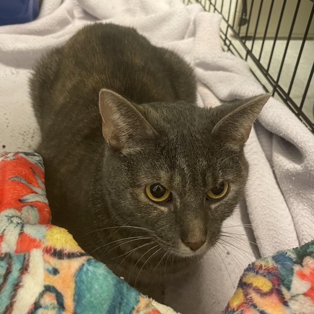 Mochi, Adoptable, Adult Female Domestic Short Hair.