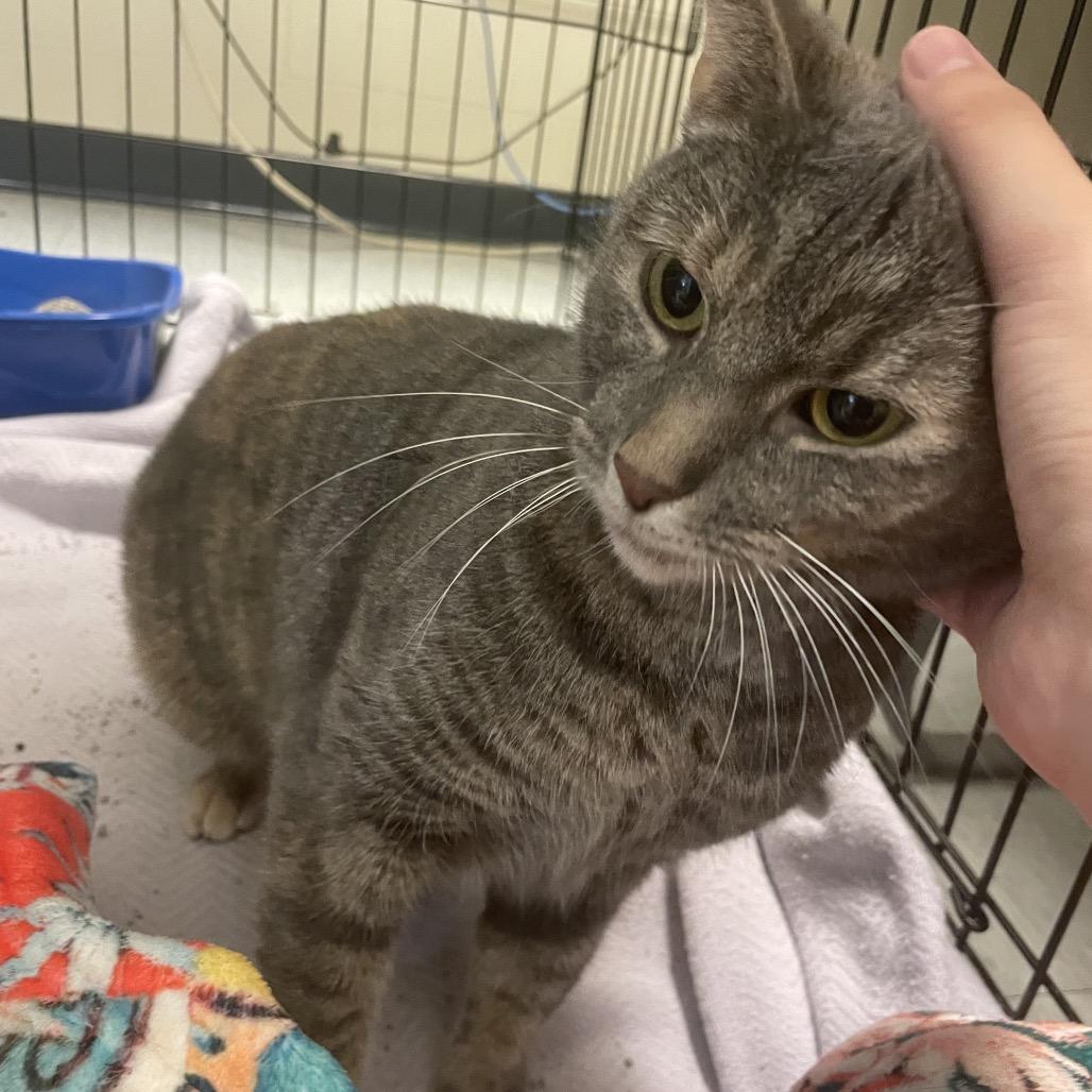 Enlarge Mochi, a Adoptable Domestic Short Hair in Springfield, IL image 2/2