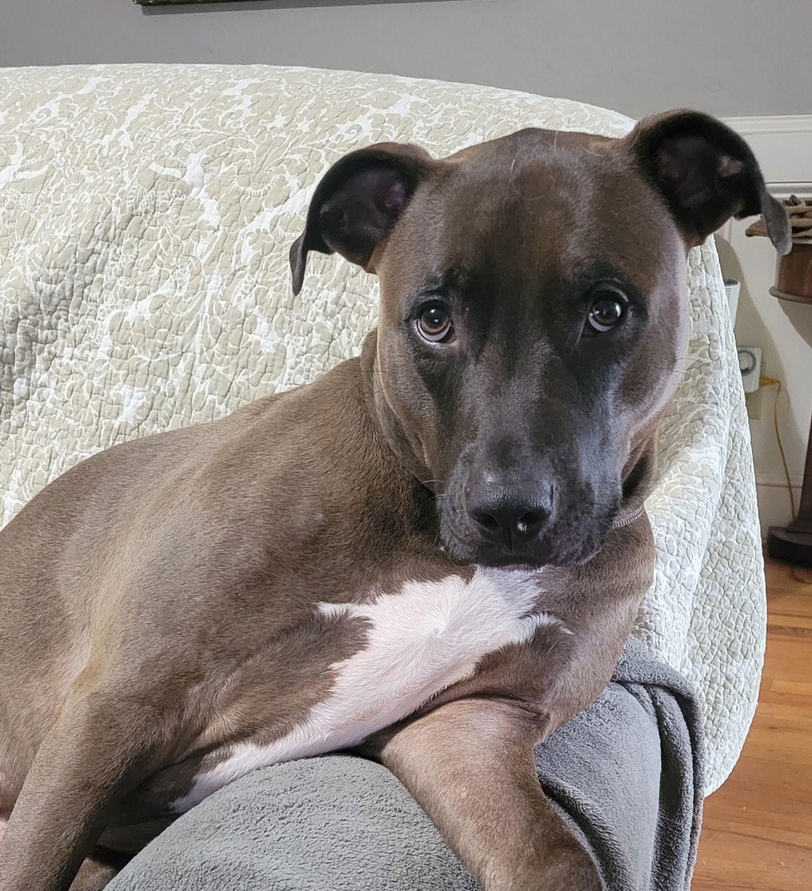 Darrell **Home for the Holidays 1/2 price!, Adoptable, Young Male Pit Bull Terrier.