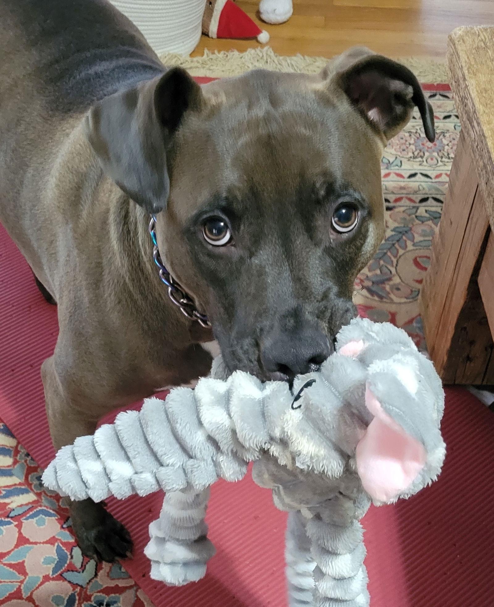 Darrell **Home for the Holidays 1/2 price!, Adoptable, Young Male Pit Bull Terrier.